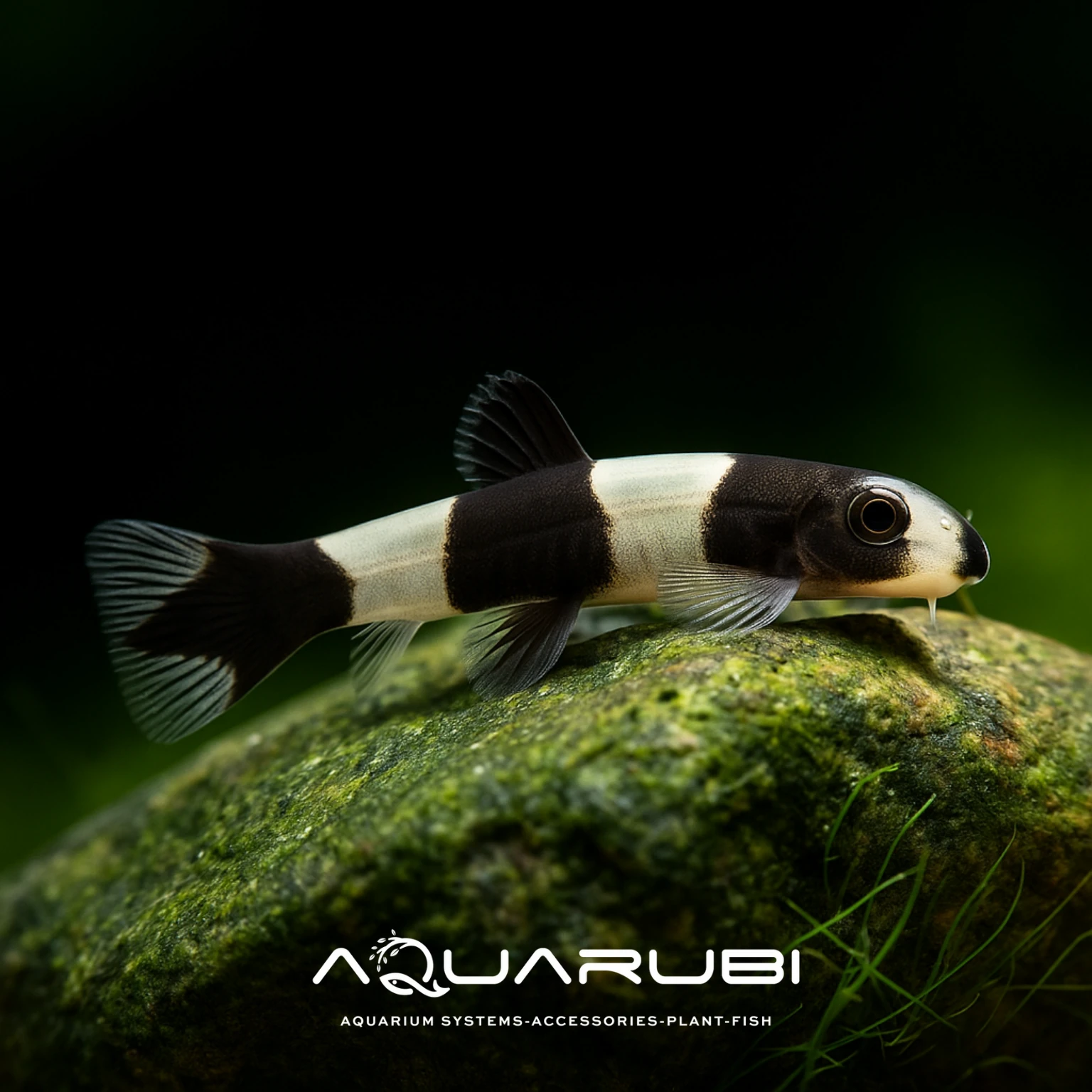 Panda Loach 3-4cm