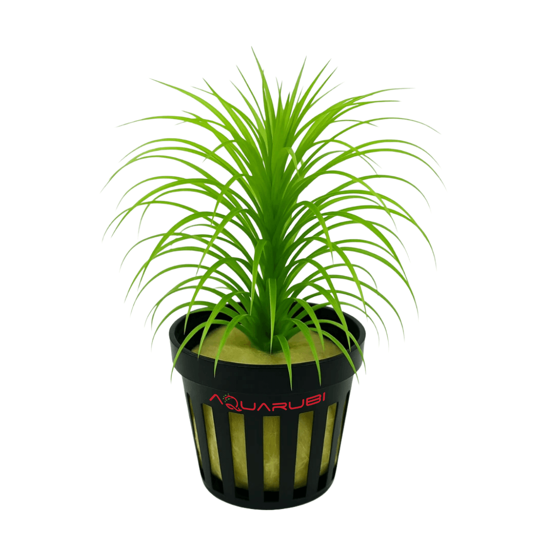 Syngonanthus Meta