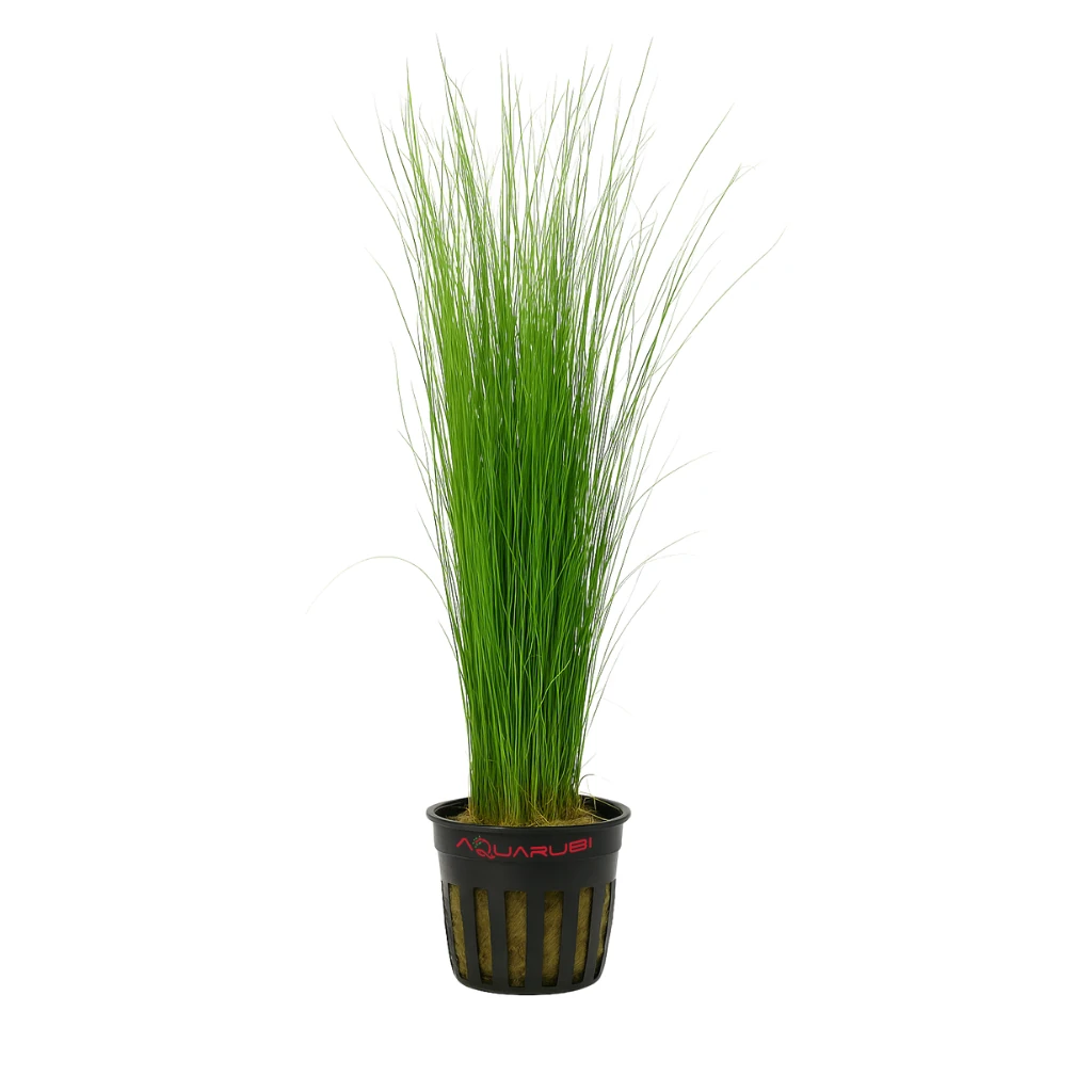 Eleocharis Vivipara