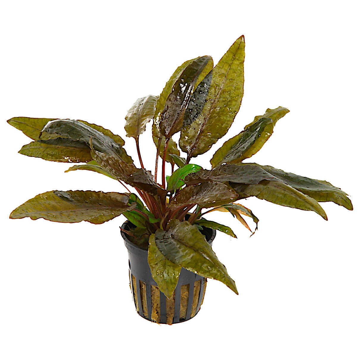 Cryptocoryne Undulatus 'Red'