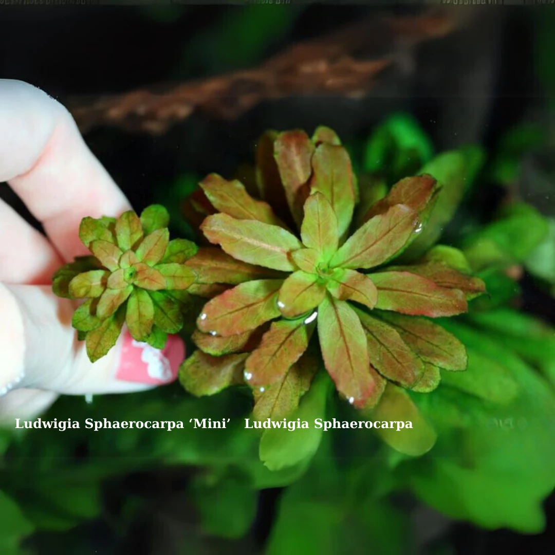 Ludwigia Sphaerocarpa Mini