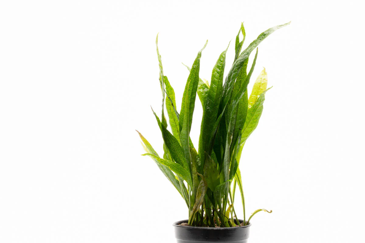 Microsorium Pteropus Black Forest (hardy)