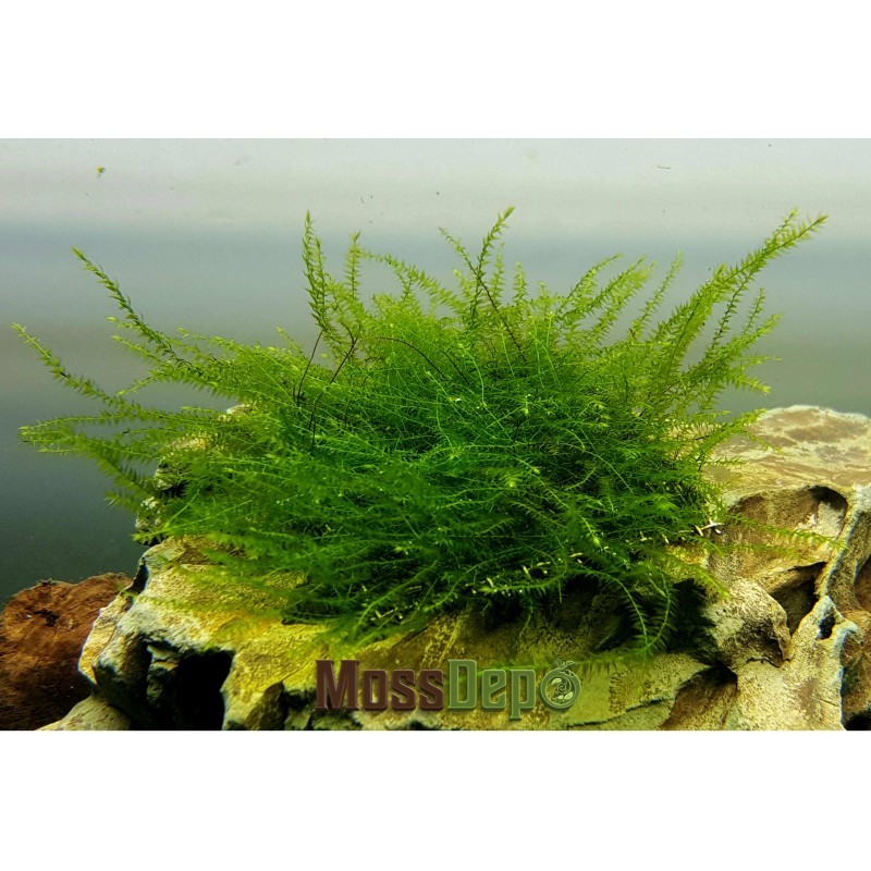 Bubble Moss