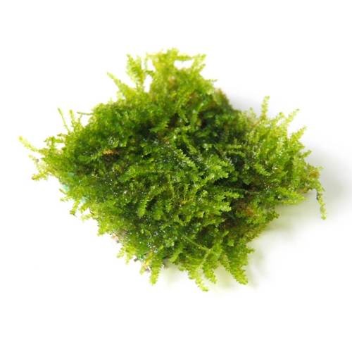 Triangle Moss (Vesicularia sp.)
