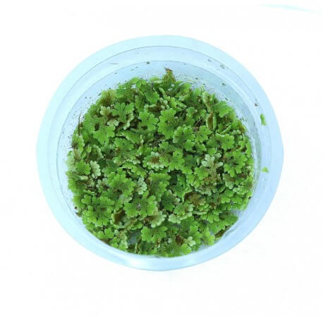 Azolla Filiculoides (porsiyon)