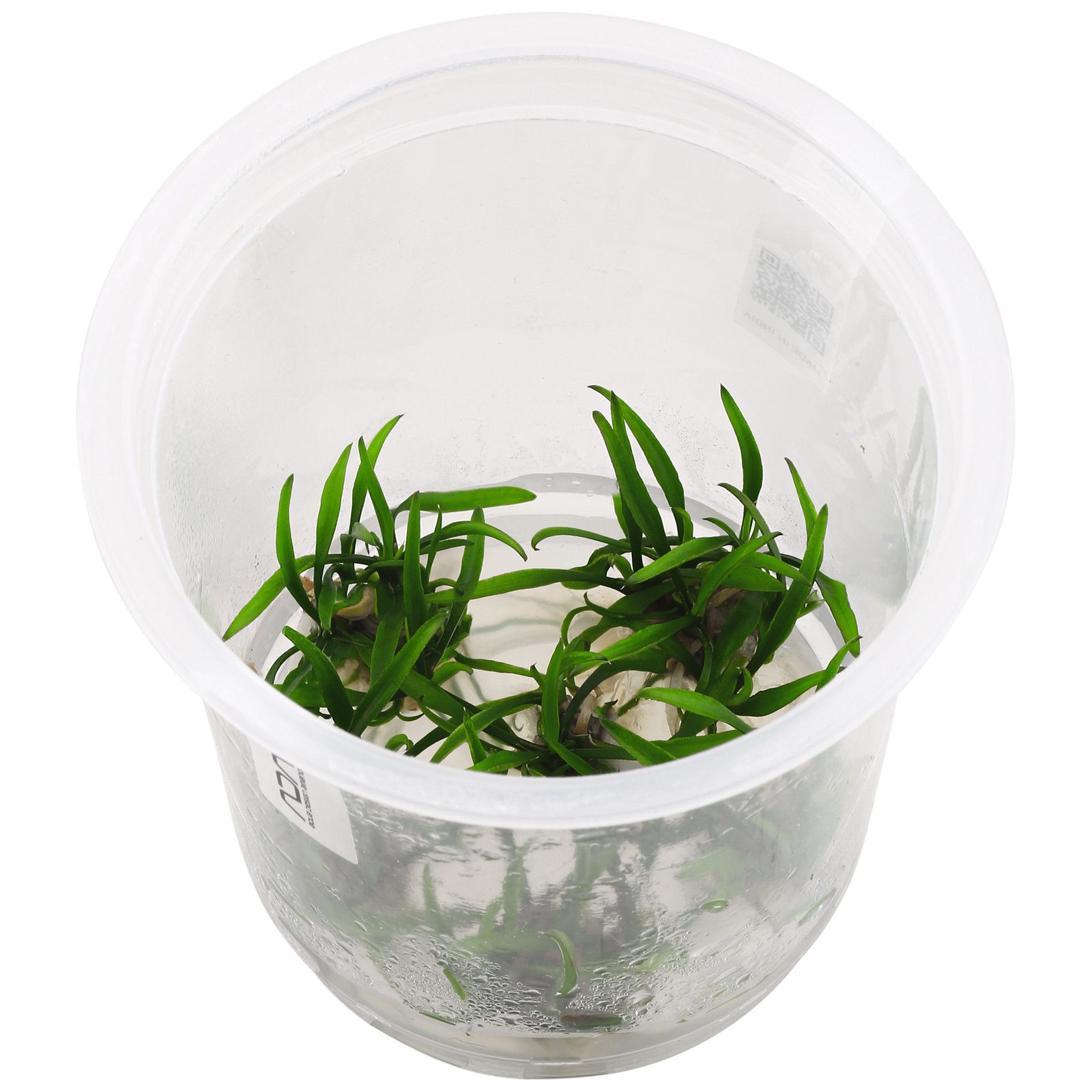 Cryptocoryne Parva Mini Vitro
