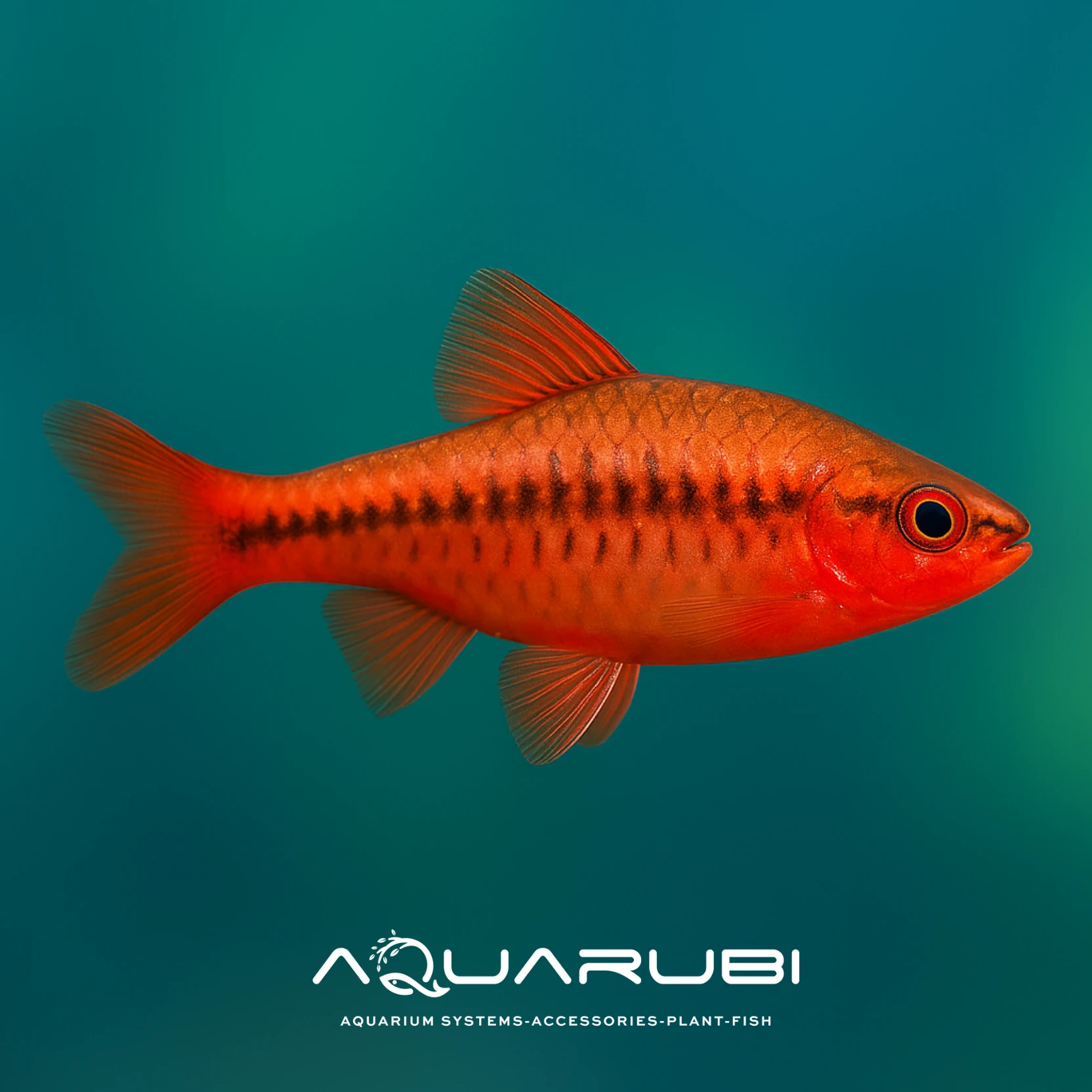 Kiraz Barb (10 Adet)