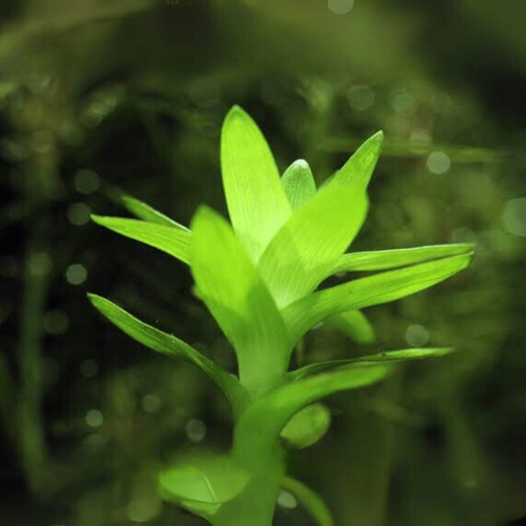 Tonina Lotus Blossom