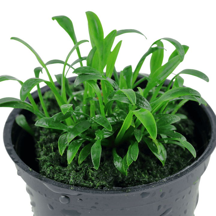 Cryptocoryne Parva Saksı