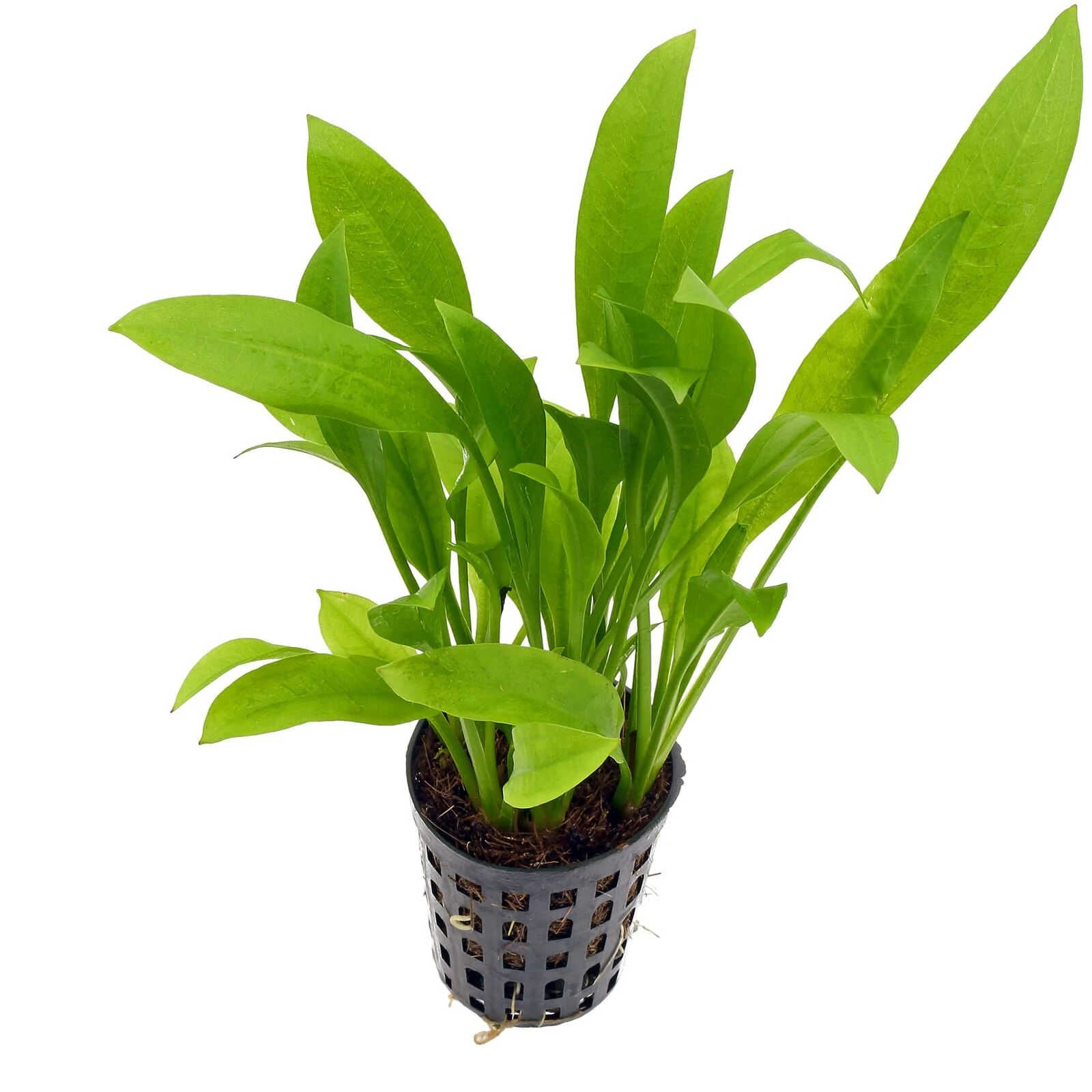 Echinodorus Grisebachii Small