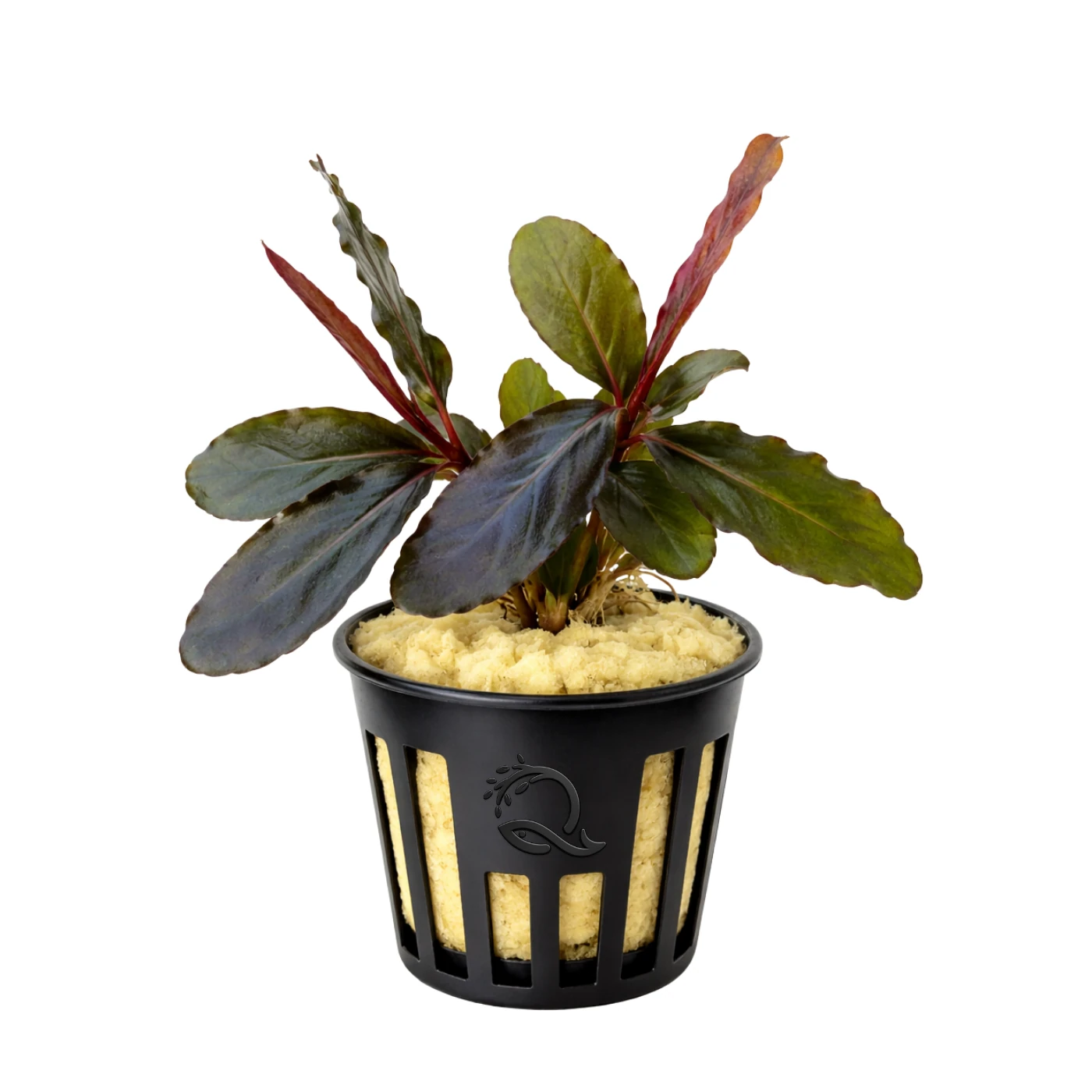Bucephalandra Purple Wave
