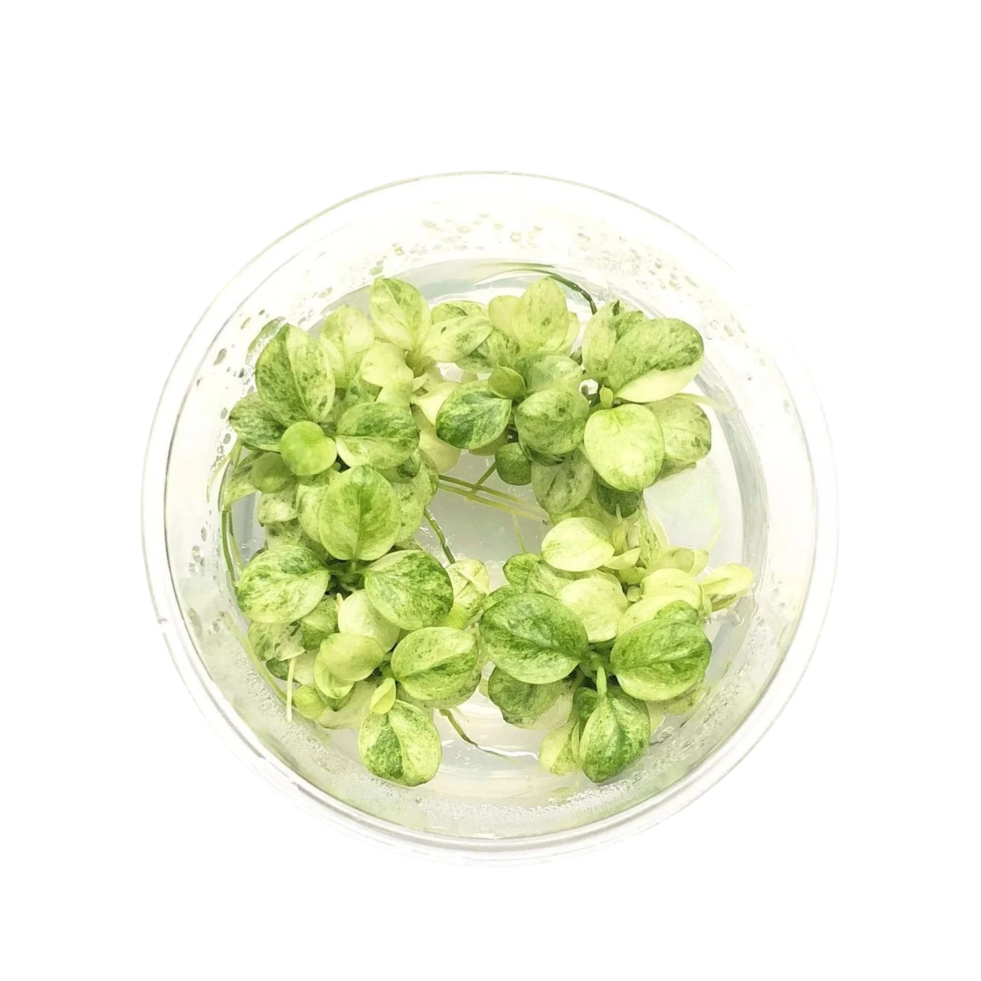 Anubias White Cup 'NEW'