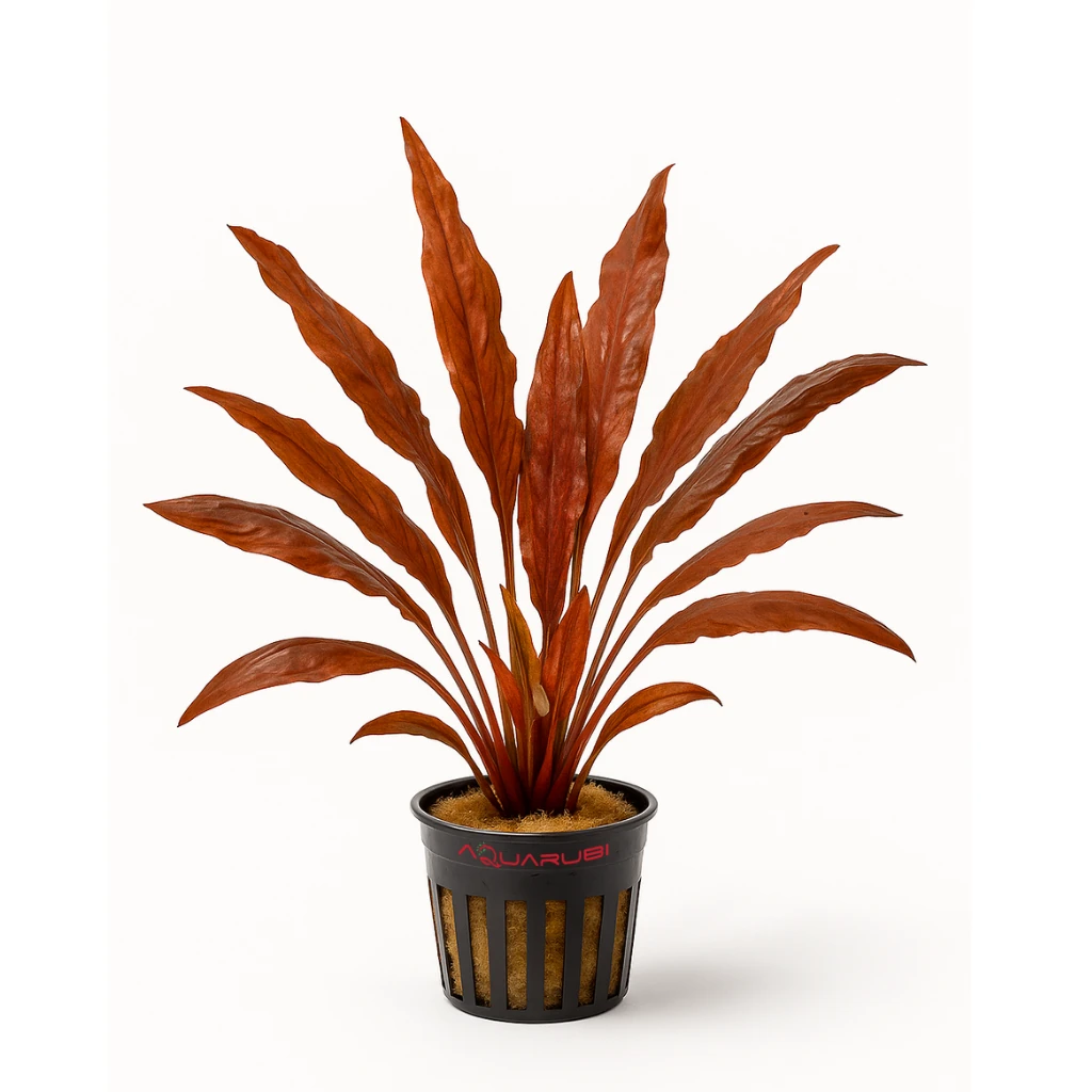 Cryptocoryne Undulatus 'Red'