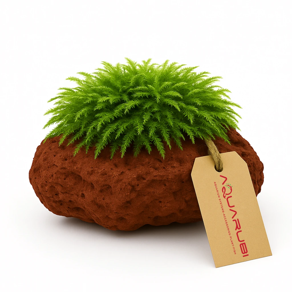 [Yeni] Mini Christmass Moss on Lava Stone