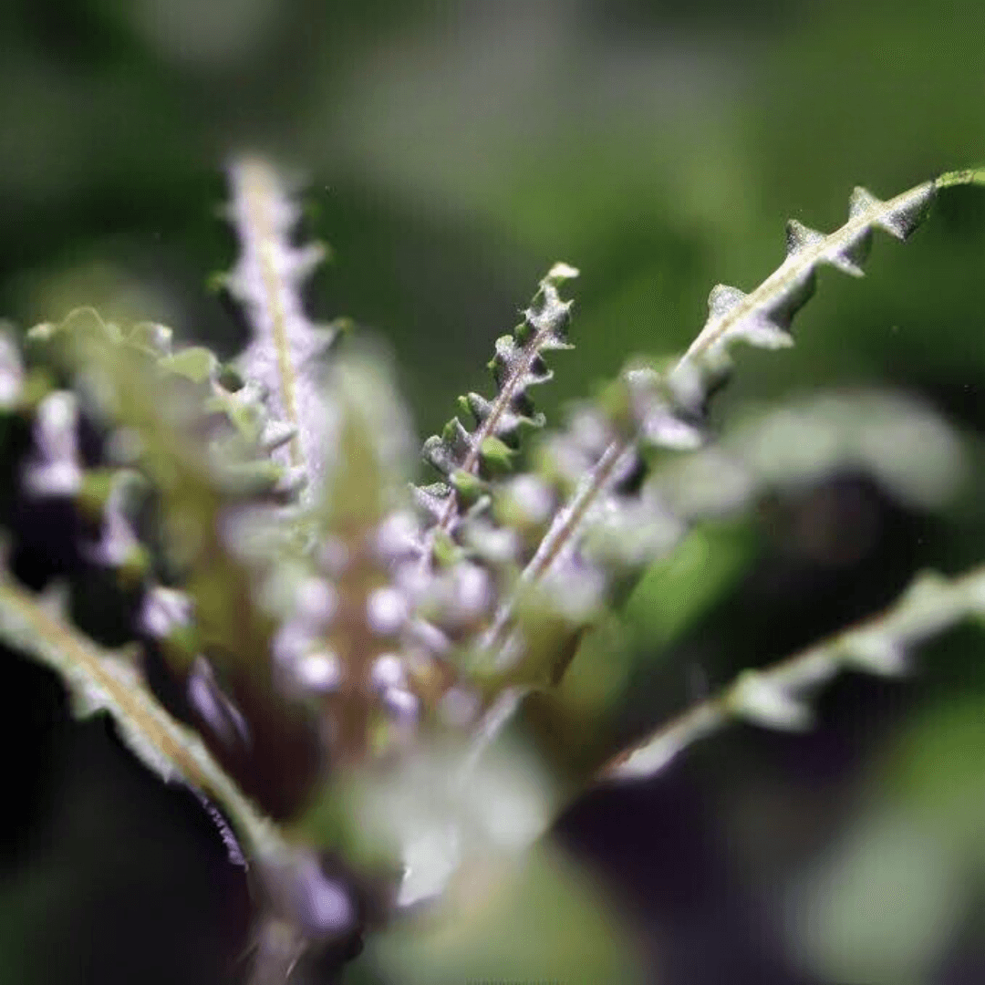 Pogostemon Helferi Red