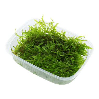 Vesicularia Dubyana 'Java Moss'