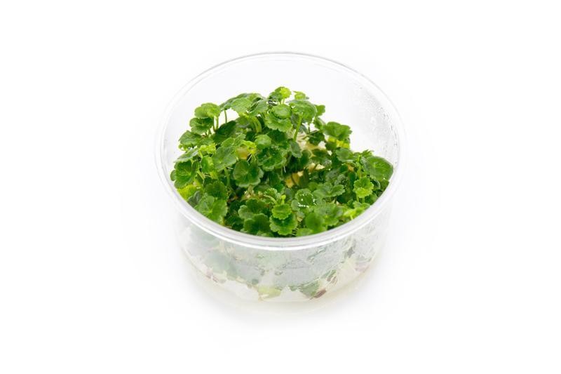 Hydrocotyle Sibthorpioides