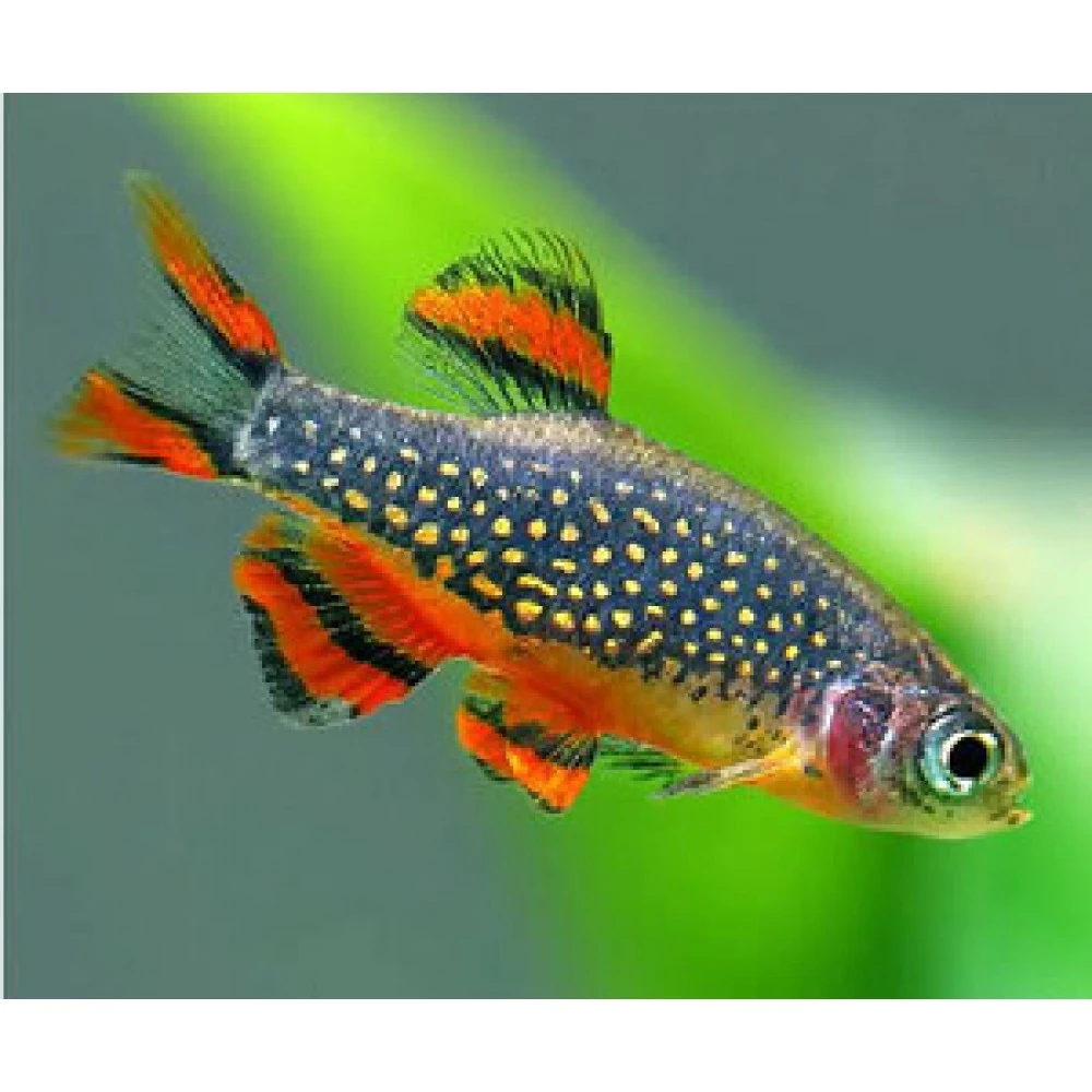 Galaxy Rasbora 1,5-2cm (10'lu)