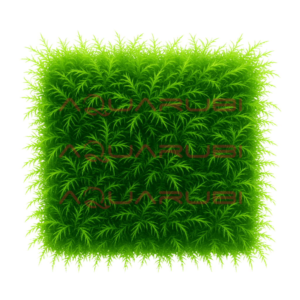 Fissidens Fox Moss