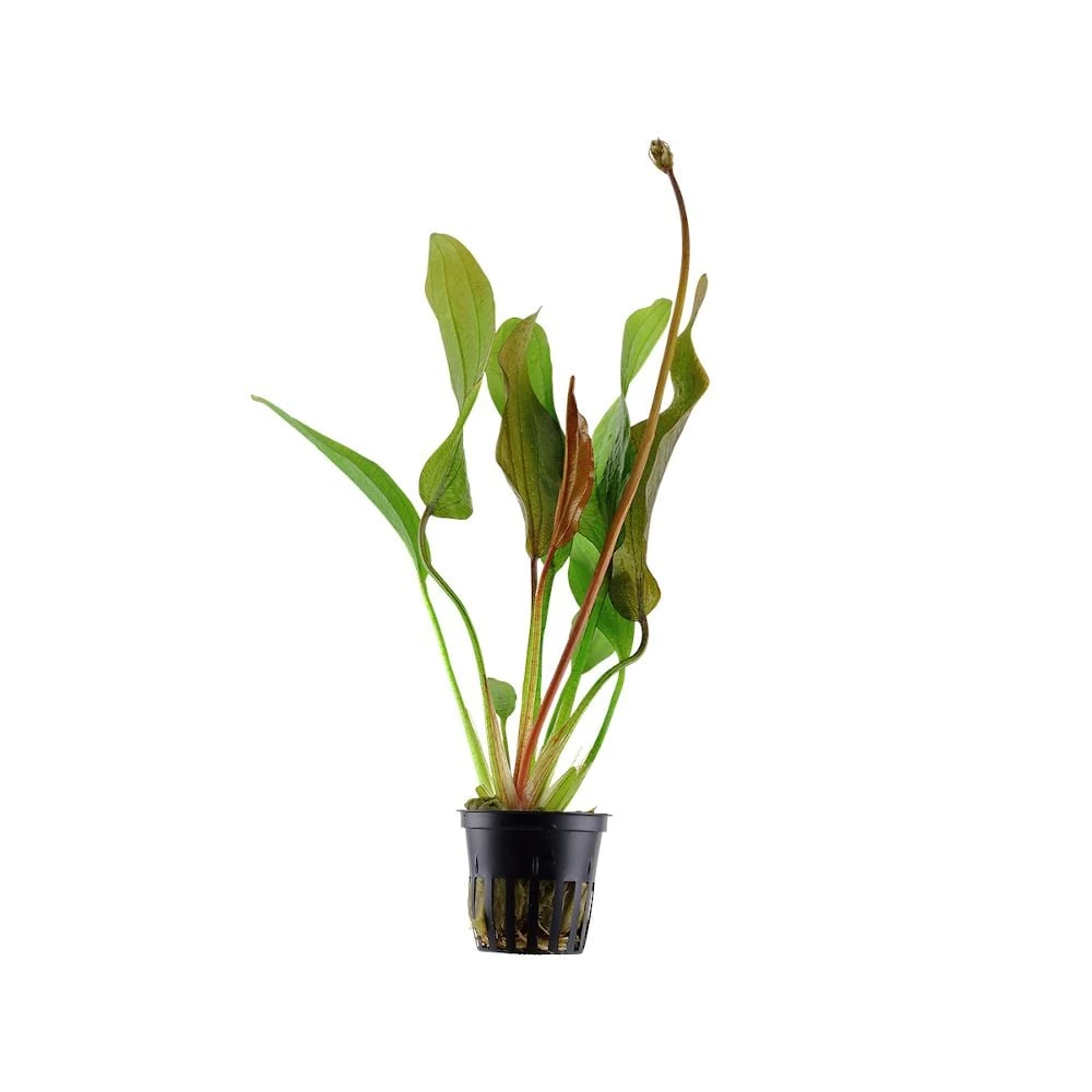Echinodorus Red Diamond