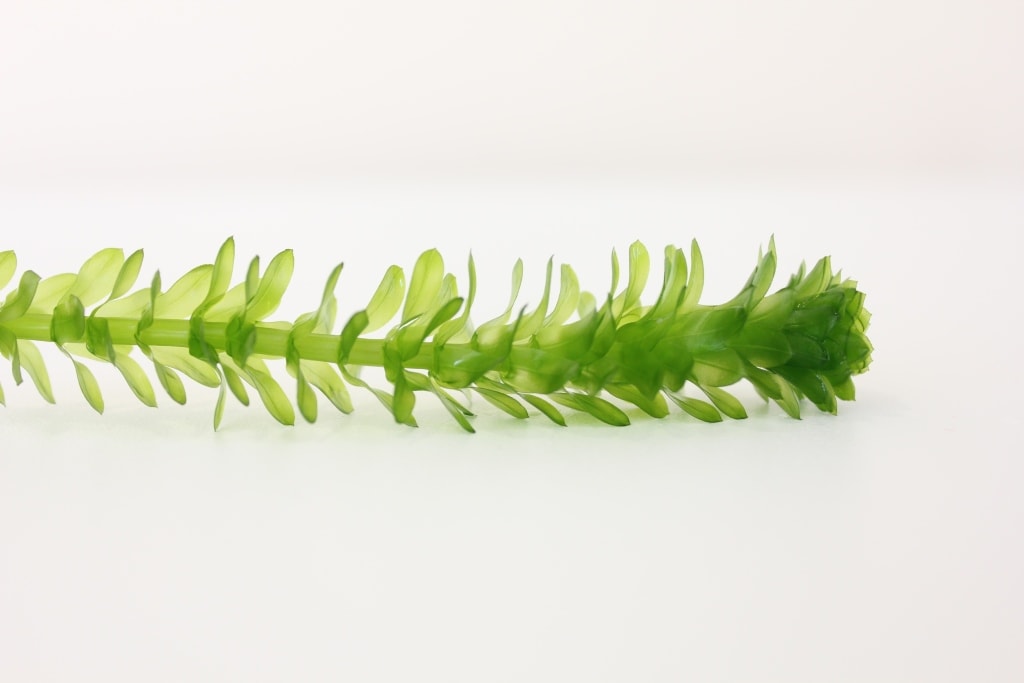 Elodea Densa Saksı 