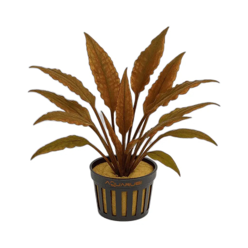 Cryptocoryne Wendtii Brown