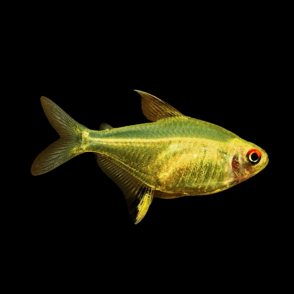 Limon Tetra (10 Adet)