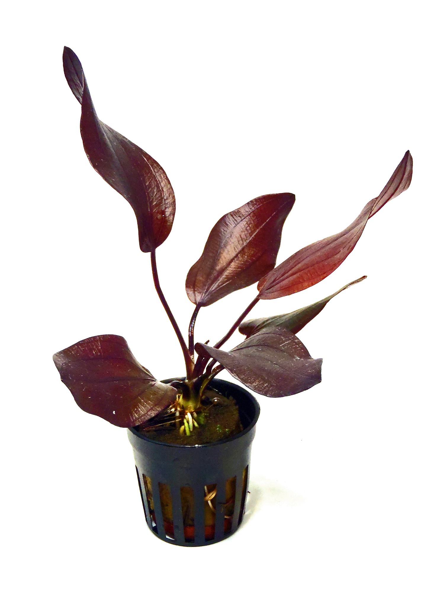 Echinodorus Aflame