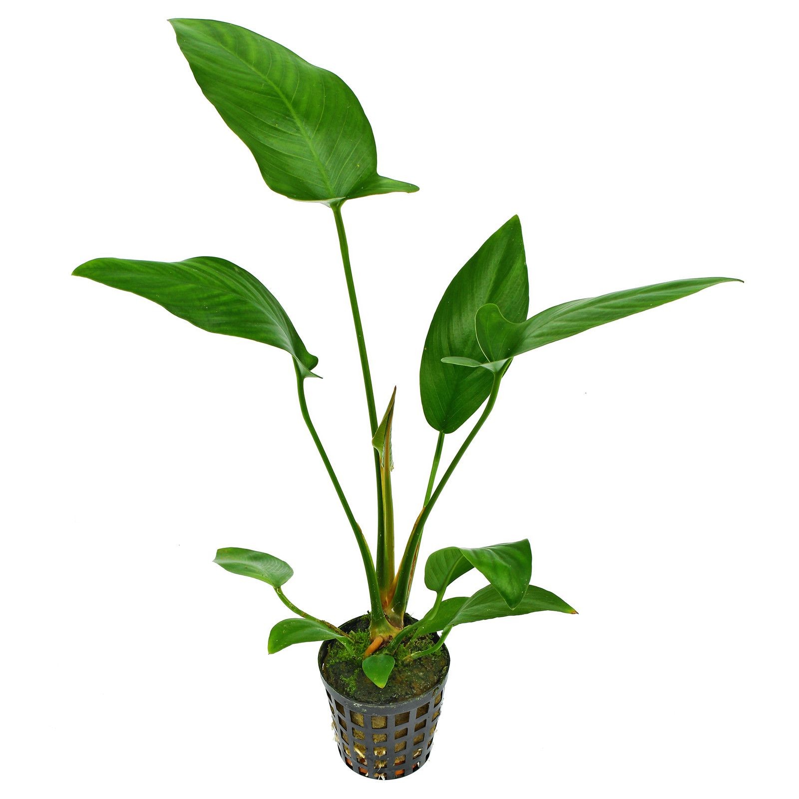 Anubias Hastifolia -L-