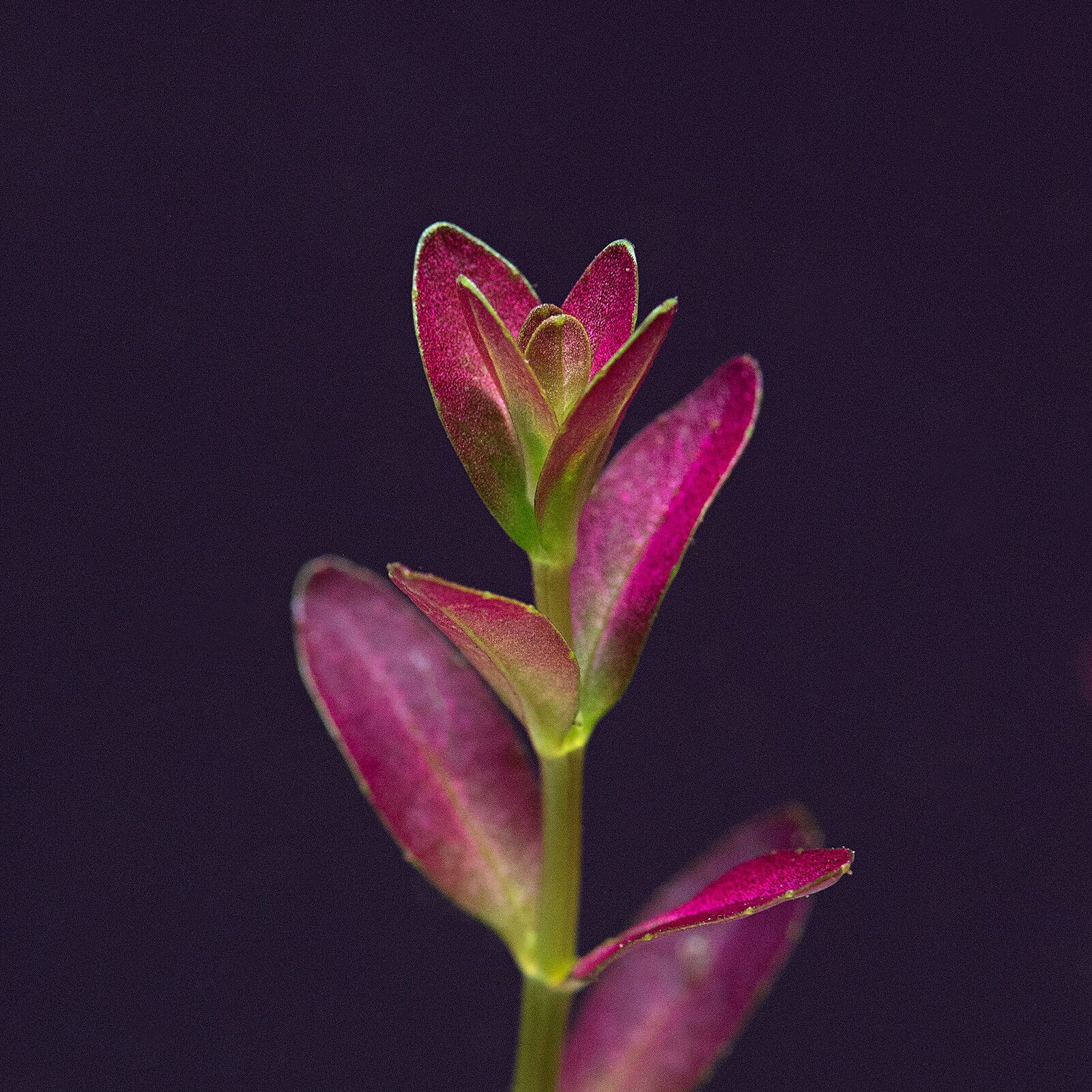 Rotala Florida Sunset "Ramosior"
