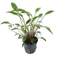 Cryptocoryne Willisii