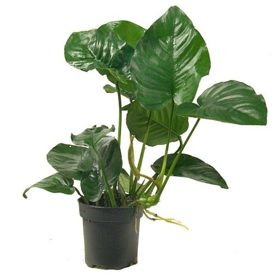 Anubias Barteri Var Barteri -XL-