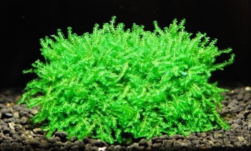 Pearl Moss