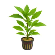 Hygrophila