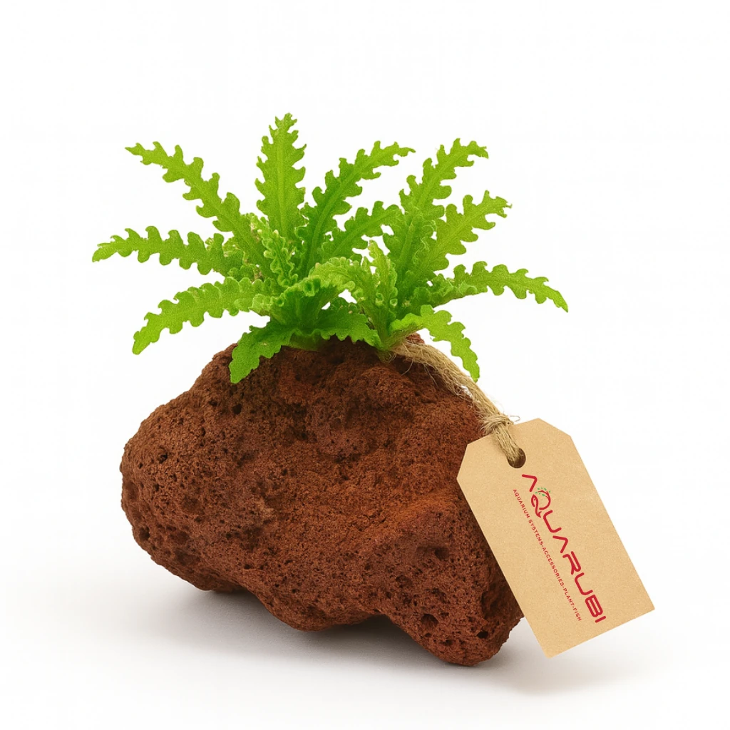 Pogostemon Helferi (Lav Kayası)