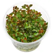 Ludwigia
