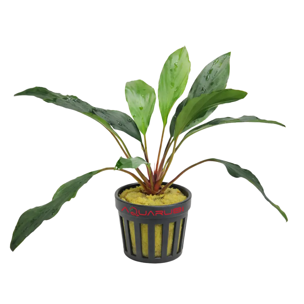 Bucephalandra