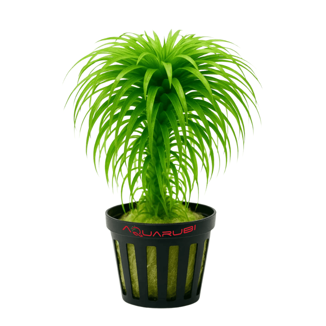 Syngonanthus Belem