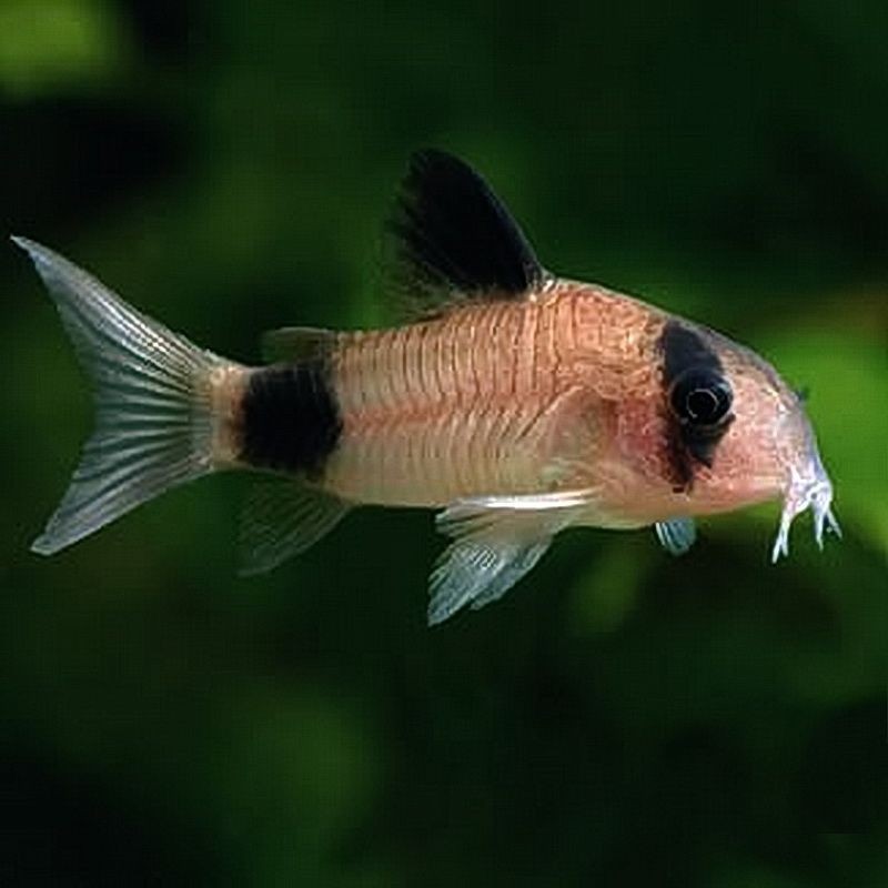 Corydoras Panda 2,5-3cm