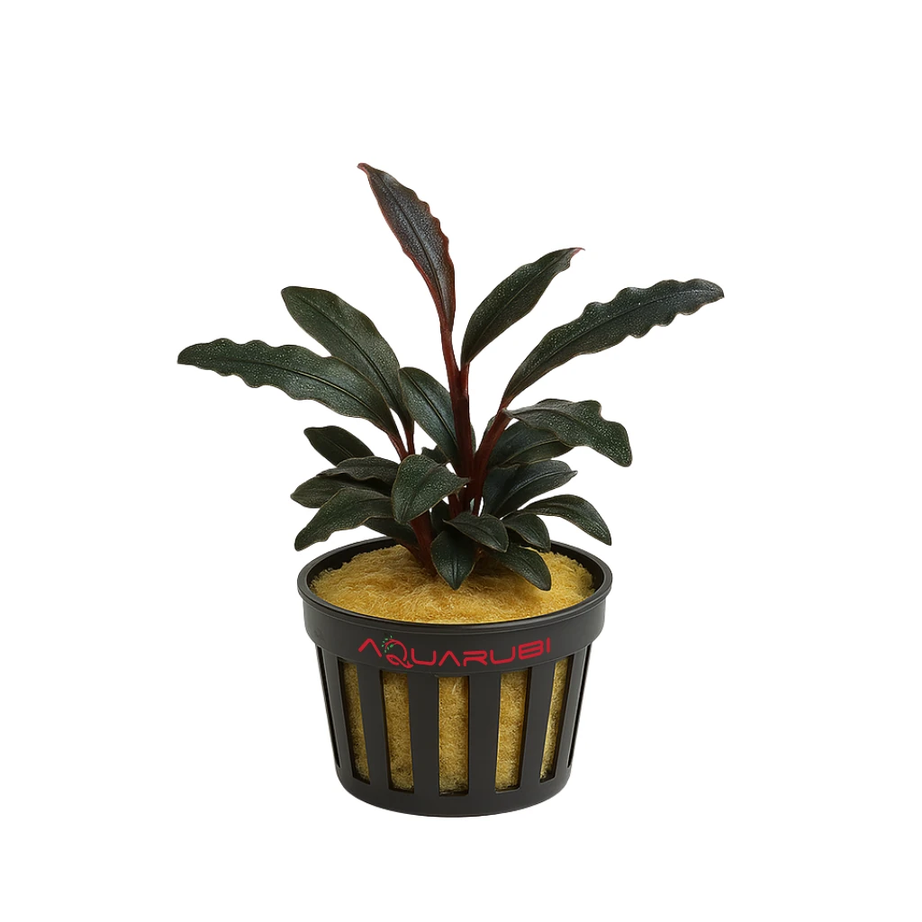 Bucephalandra Red Mini Small Cup