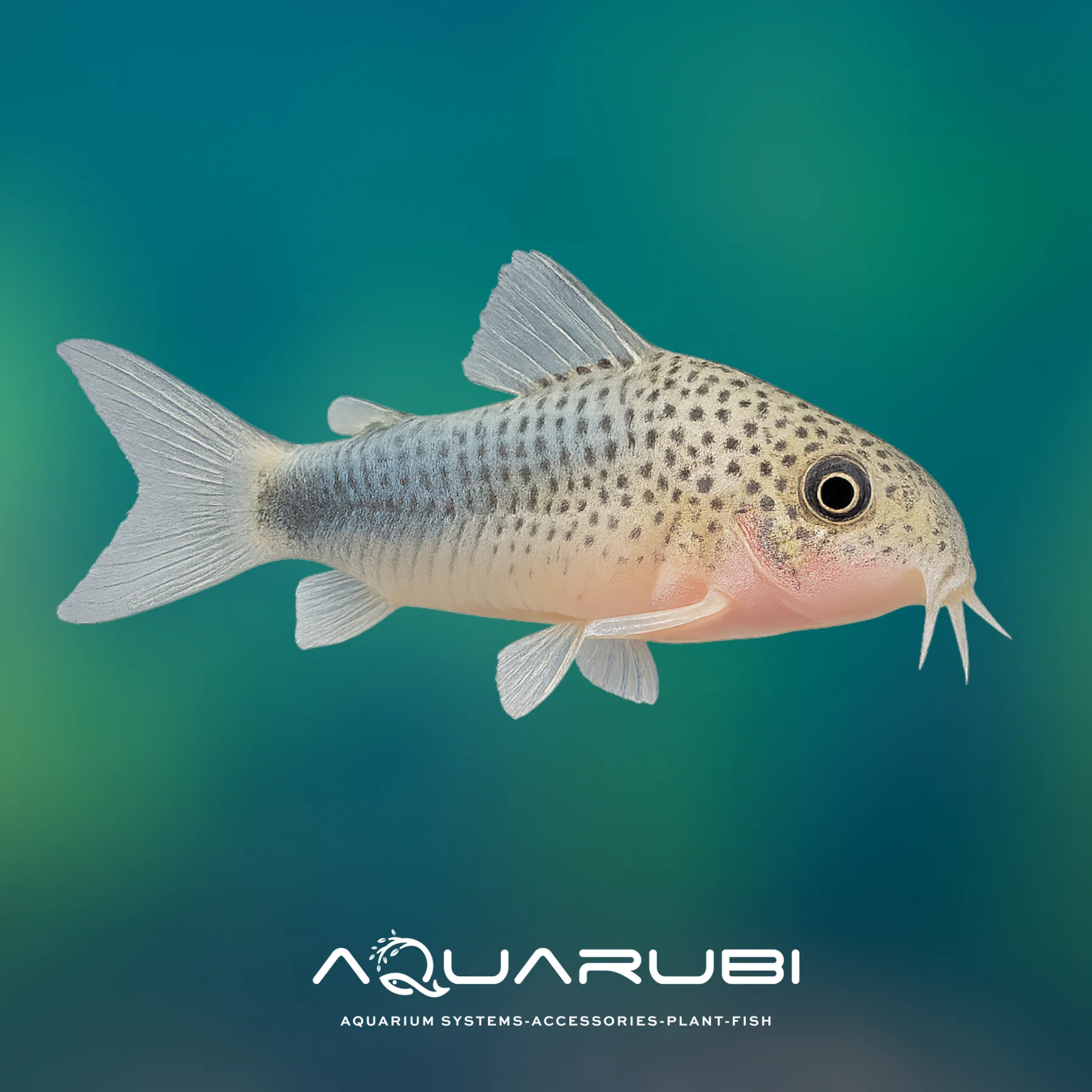 Corydoras Similis - 5 Adet