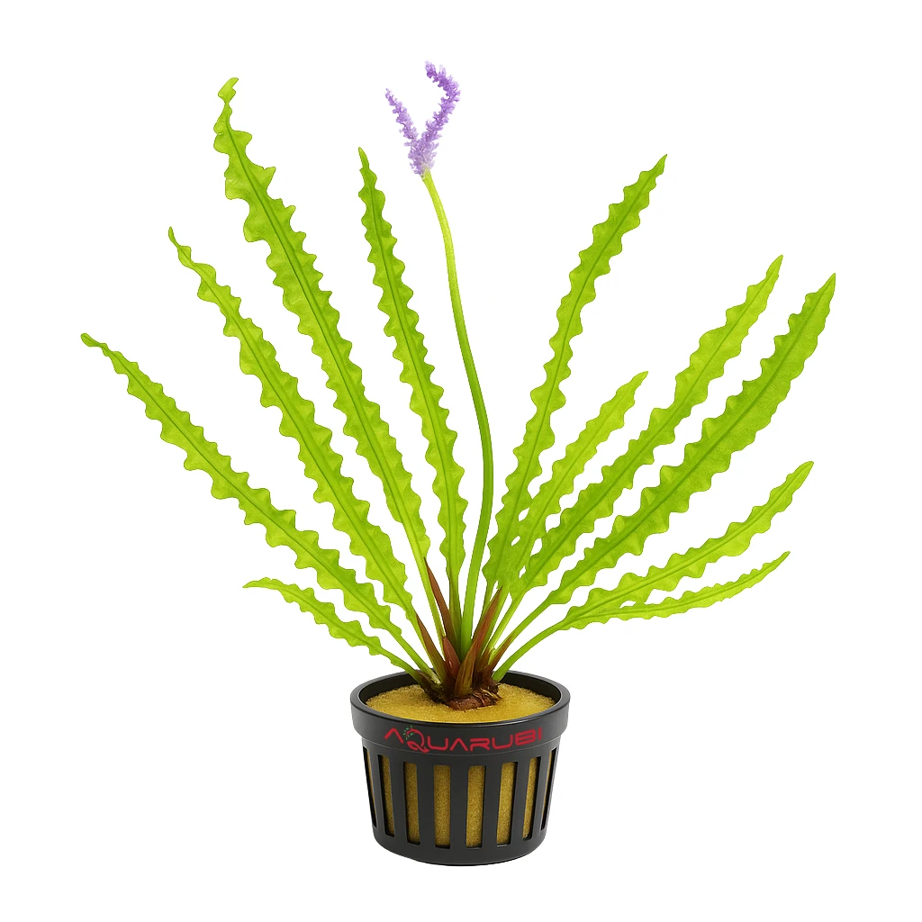 Aponogeton Longiplumulosus