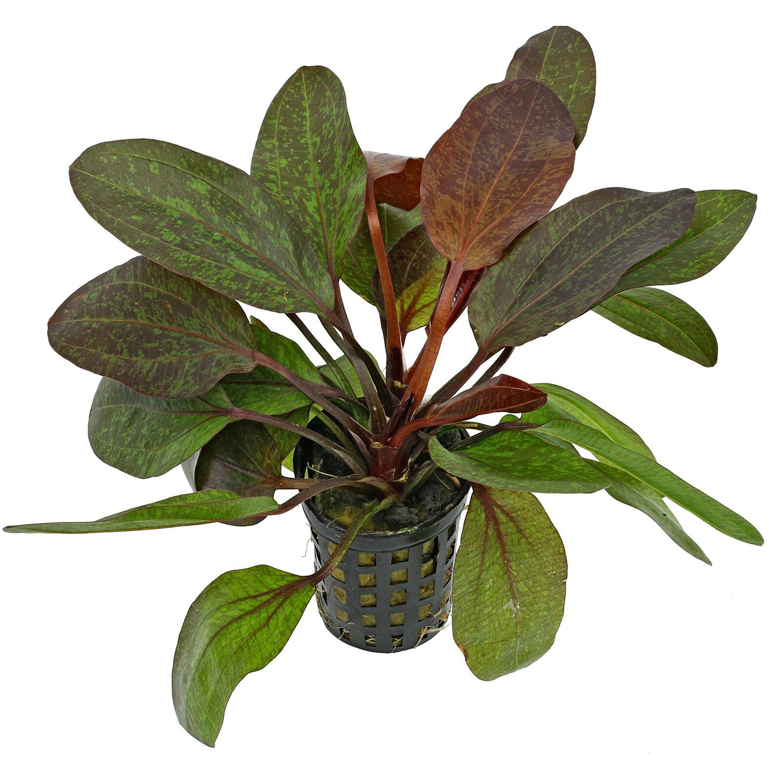 Echinodorus Red Flame