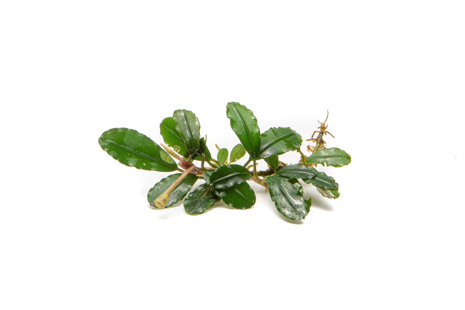 Bucephalandra Paketi (M)