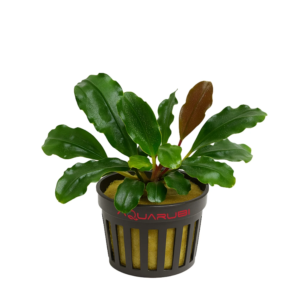 Bucephalandra Brownie Phantom