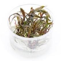 Cryptocoryne Nurii T/C Mini Cup