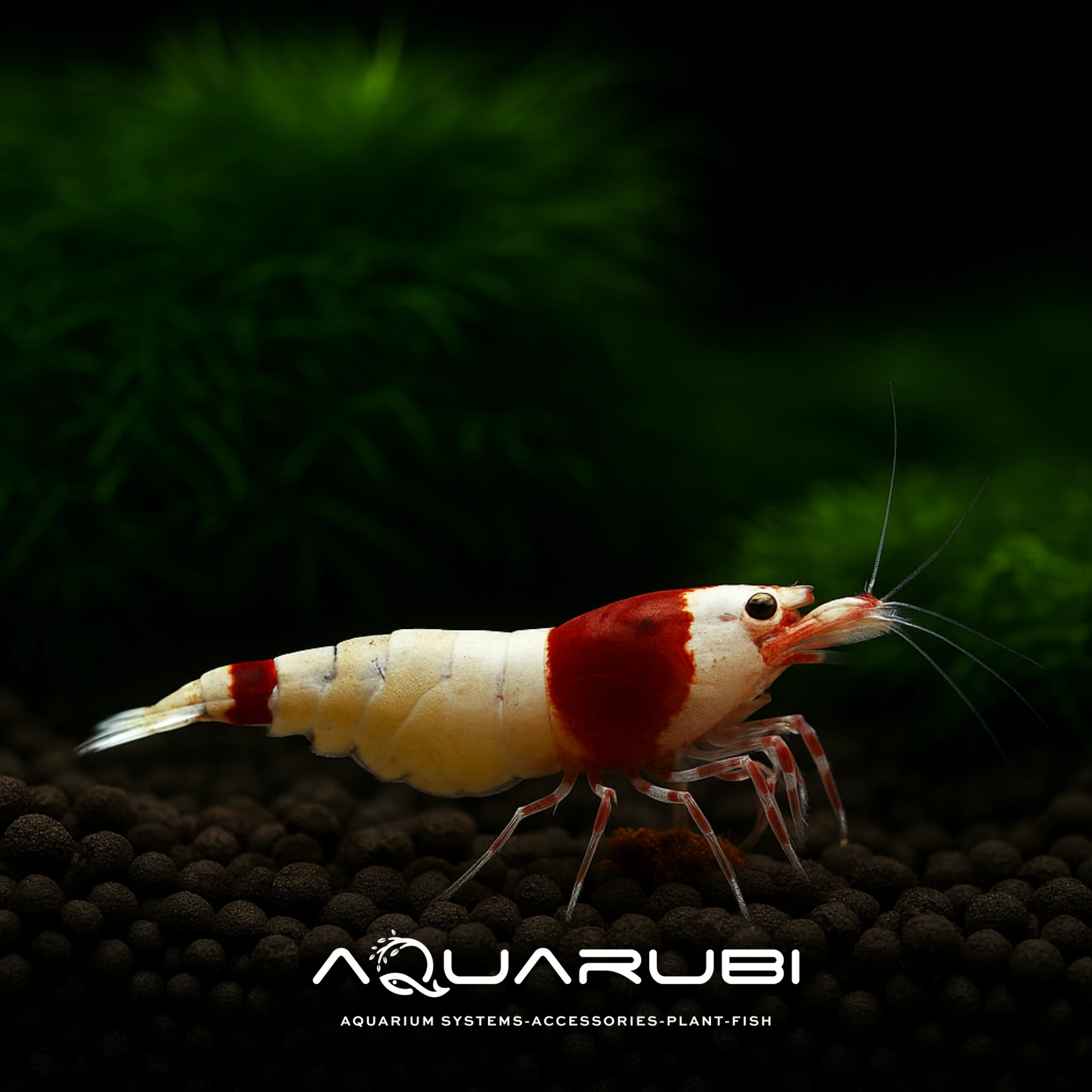 Taiwan Bee Red Shadow Mosura 1-1,2 cm (10 Adet)