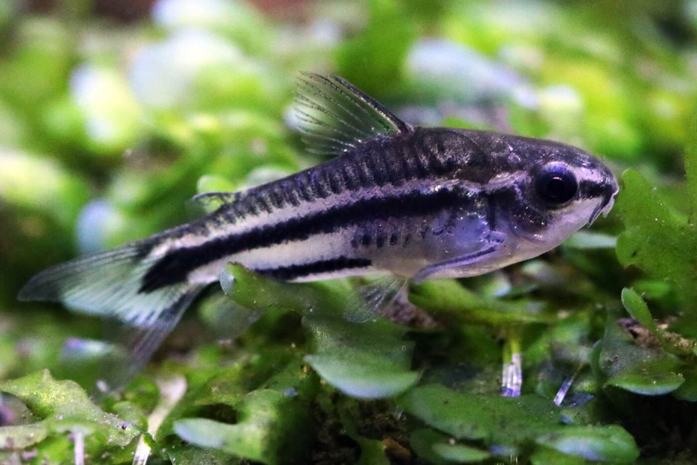Pigme Corydoras 2-2,5cm 10 adet