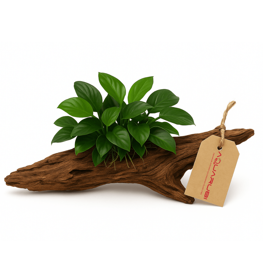 Anubias Mix On Mangrow 15-20cm