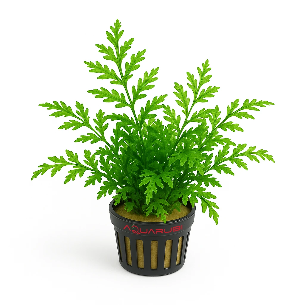 Bolbitis Heudelotii Baby Leaf